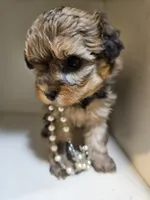 GEORGIA , a female Cavapoo and Poodle - Toy  for sale in Garyville, LA – 4 of 9