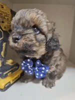 GIORGIO , a male Cavapoo and Shihpoo for sale in Garyville, LA – 4 of 9