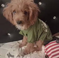 Gram TOY SIZE  CAVAPOO0, a male Cavapoo and Poodle - Toy  for sale in Garyville, LA – 6 of 9