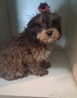 Janie, a female Cavapoo and Poodle - Toy  for sale in Garyville, LA – 5 of 7