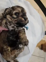 GEORGIE, a male Cavapoo and Poodle - Toy  for sale in Garyville, LA – Photo 5 of 8