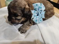 GEORGIE, a male Cavapoo and Poodle - Toy  for sale in Garyville, LA – Photo 3 of 8