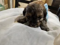 GEORGIE, a male Cavapoo and Poodle - Toy  for sale in Garyville, LA – Photo 2 of 8