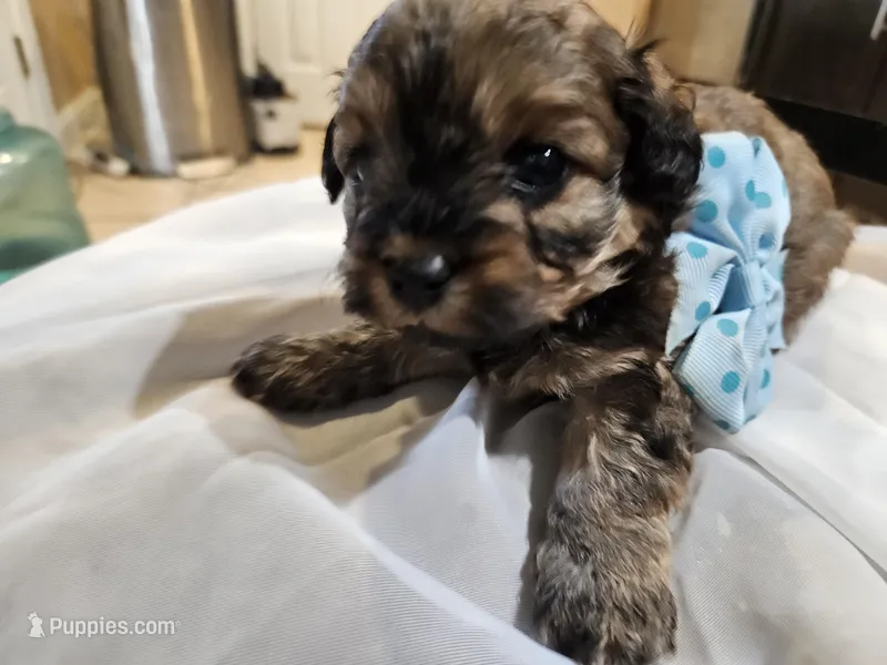 GEORGIE – Cavapoo, Poodle - Toy  puppy for sale in Garyville, LA