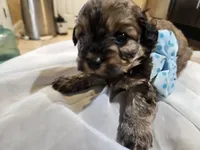 GEORGIE, a male Cavapoo and Poodle - Toy  for sale in Garyville, LA – Photo 1 of 8