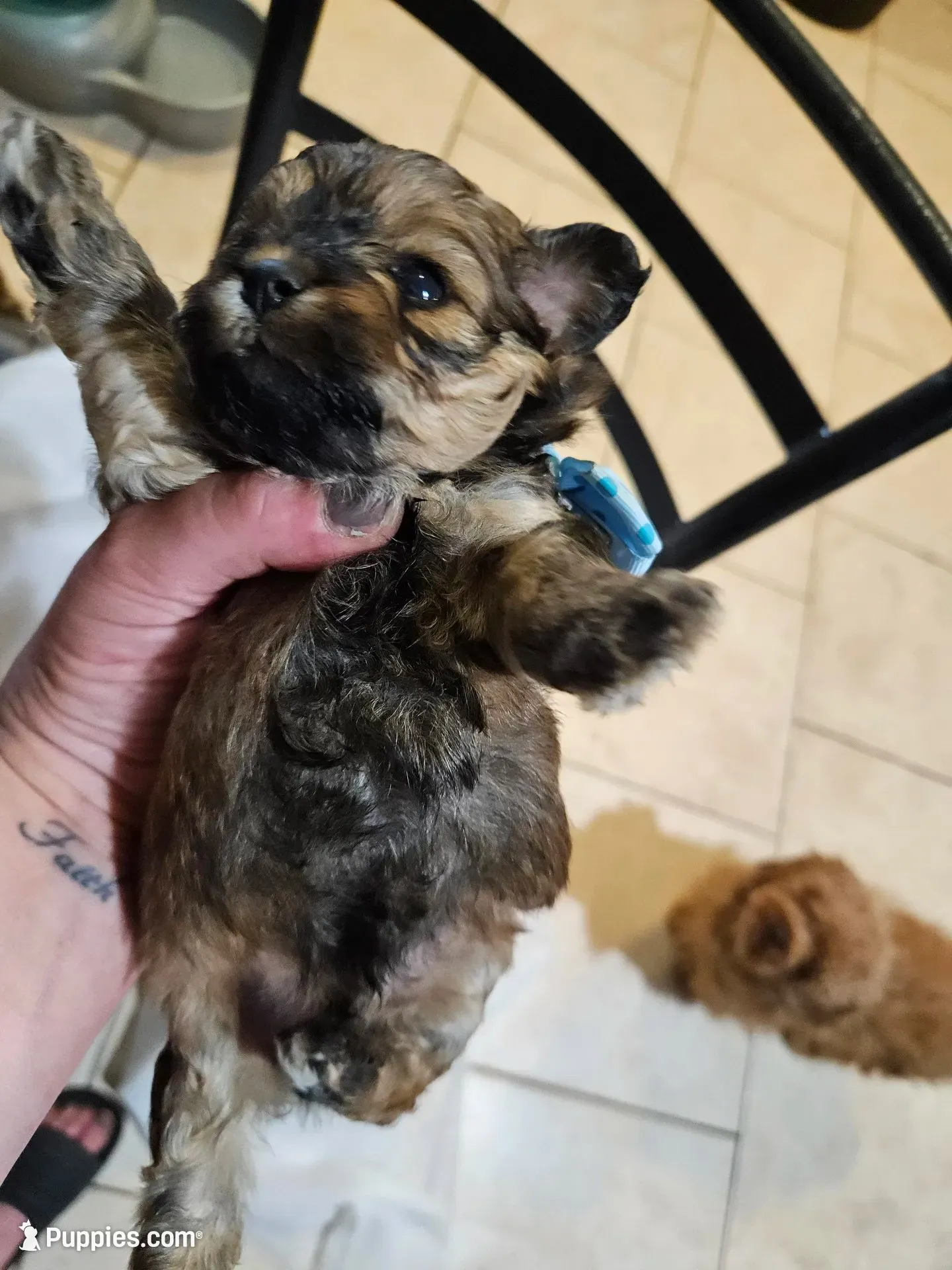 GEORGIE, a male Cavapoo and Shihpoo for sale in Garyville, LA – 9 of 9