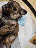 GEORGIE, a male Cavapoo and Poodle - Toy  for sale in Garyville, LA – Photo 8 of 8