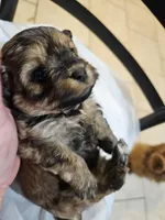 GEORGIE, a male Cavapoo and Poodle - Toy  for sale in Garyville, LA – Photo 4 of 8