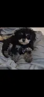 JAZZ TOY CAVAPOO SIZE , a male Cavapoo and Poodle - Toy  for sale in Garyville, LA – 4 of 4