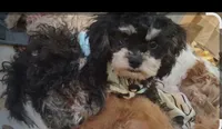 Jazz, a male Cavapoo and Poodle - Toy  for sale in Garyville, LA – 3 of 6
