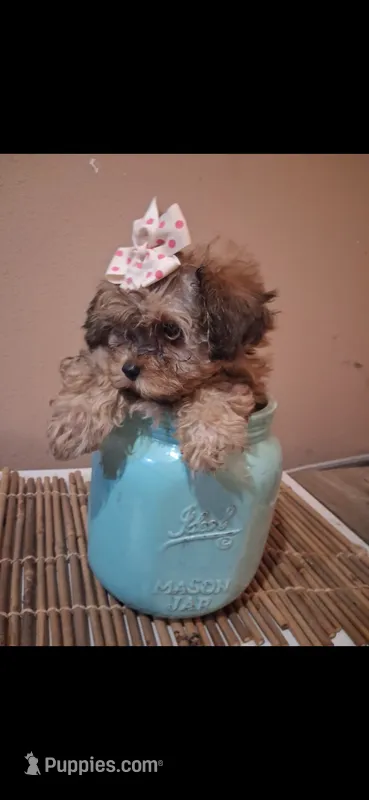 Georgia – Cavapoo, Shihpoo puppy for sale in Garyville, LA