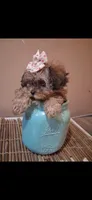 Georgia Toy Poodle & Cavapoo Shihpoo , a female Cavapoo and Shihpoo for sale in Garyville, LA – 5 of 10