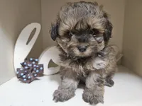 GEORGIE, a male Cavapoo and Shihpoo for sale in Garyville, LA – 2 of 9