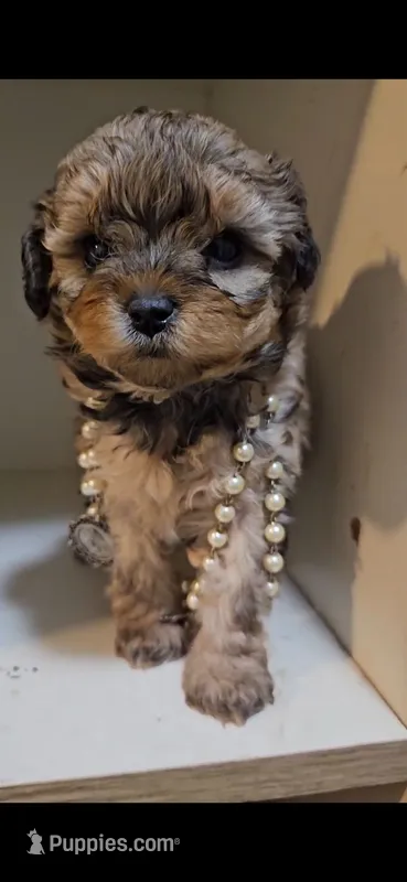 Georgia – Shihpoo puppy for sale in Garyville, LA