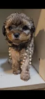 Georgia, a female Shihpoo for sale in Garyville, LA – 1 of 1