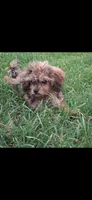 GEORGIE , a male Cavapoo and Shihpoo for sale in Garyville, LA – 4 of 9