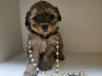 GEORGIA , a female Cavapoo and Poodle - Toy  for sale in Garyville, LA – 9 of 9