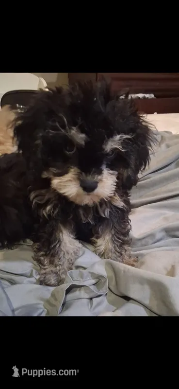 JAZZ – Cavapoo, Poodle - Toy  puppy for sale in Garyville, LA