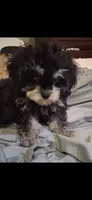 JAZZ TOY CAVAPOO SIZE , a male Cavapoo and Poodle - Toy  for sale in Garyville, LA – 1 of 4