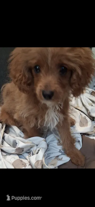 Gram – Cavapoo, Poodle - Toy  puppy for sale in Garyville, LA