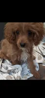 Gram, a male Cavapoo and Poodle - Toy  for sale in Garyville, LA – 1 of 10