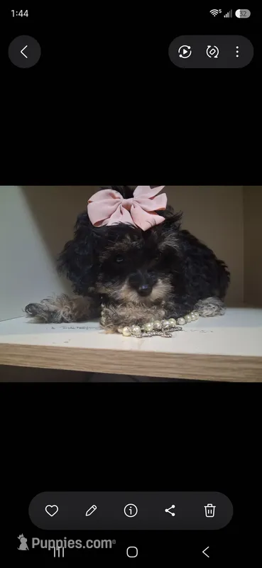 ATLANTA Girl Toy size – Cavapoo, Shihpoo puppy for sale in Garyville, LA