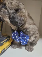 GIORGIO , a male Cavapoo and Shihpoo for sale in Garyville, LA – 7 of 9
