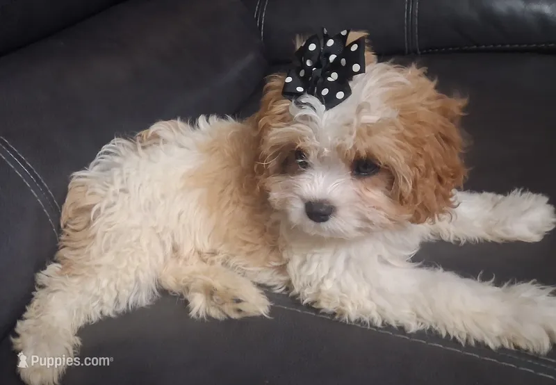 MADISON     TOY SIZE  CAVAPOO  – Cavapoo, Poodle - Toy  puppy for sale in Garyville, LA