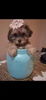 Georgia Toy Poodle & Cavapoo Shihpoo , a female Cavapoo and Shihpoo for sale in Garyville, LA – 7 of 10