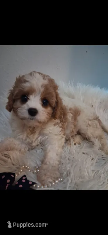 MADISON    Cavapoo w/ King Charles marking    – Cavapoo, Poodle - Toy  puppy for sale in Garyville, LA