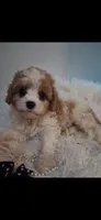 MADISON     TOY SIZE  CAVAPOO , a female Cavapoo and Poodle - Toy  for sale in Garyville, LA – 5 of 10