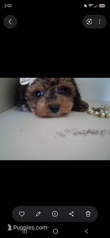Janee F1B – Cavapoo, Poodle - Toy  puppy for sale in Garyville, LA