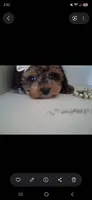 Janee F1B tea cup size , a female Cavapoo and Poodle - Toy  for sale in Garyville, LA – 3 of 4