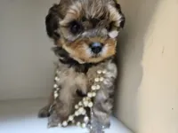 GEORGIA , a female Cavapoo and Shihpoo for sale in Garyville, LA – 1 of 10