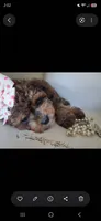 Janee F1B tea cup size , a female Cavapoo and Poodle - Toy  for sale in Garyville, LA – 2 of 4