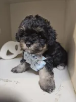 ARMANI , a male Cavapoo and Poodle - Toy  for sale in Garyville, LA – 4 of 10