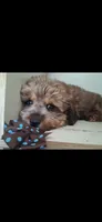 ARMANI TOY POODLE & CAVAPOO SHIHPOO CKC , a male Shihpoo and Poodle - Toy  for sale in Garyville, LA – 6 of 7