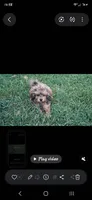 GEORGIE , a male Cavapoo and Shihpoo for sale in Garyville, LA – 7 of 9