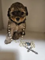 GEORGIA , a female Cavapoo and Shihpoo for sale in Garyville, LA – 10 of 10