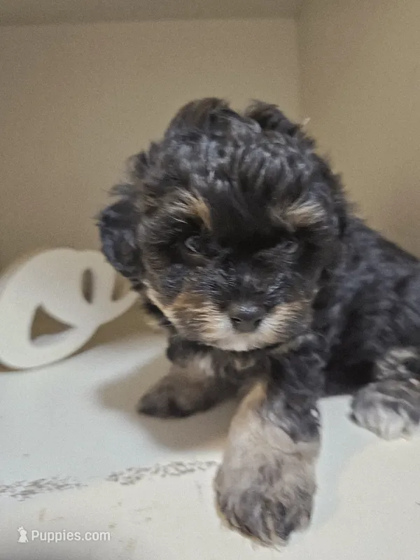 ARMANI  – Cavapoo, Shihpoo puppy for sale in Garyville, LA