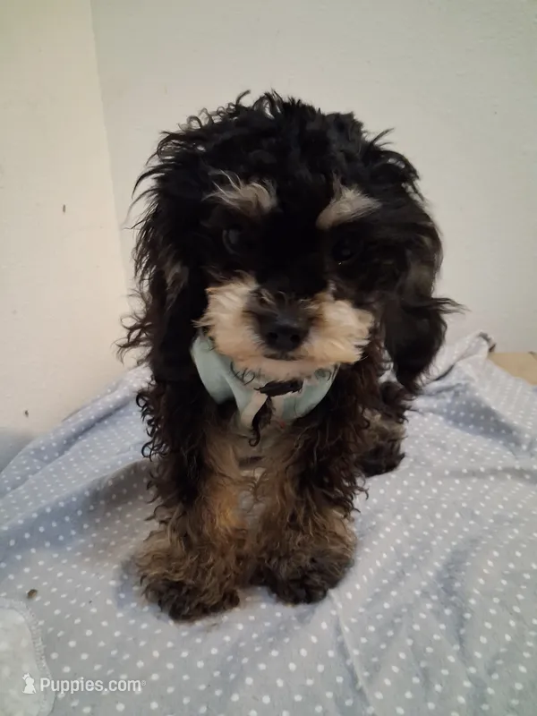 Jazz – Cavapoo, Poodle - Toy  puppy for sale in Garyville, LA