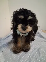 Jazz, a male Cavapoo and Poodle - Toy  for sale in Garyville, LA – 1 of 6