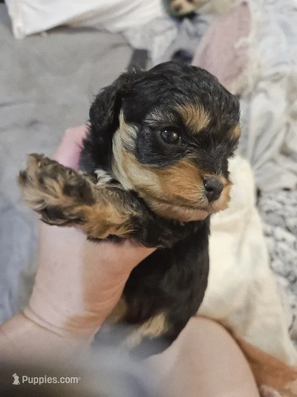 JOURNIE  – Cavapoo, Poodle - Toy  puppy for sale in Garyville, LA