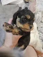 JOURNIE , a female Cavapoo and Poodle - Toy  for sale in Garyville, LA – 4 of 9