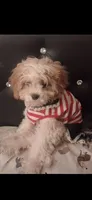 MADISON     , a female Cavapoo and Poodle - Toy  for sale in Garyville, LA – 5 of 9