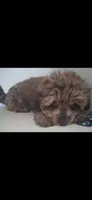 GIORGIO Toy POODLE &Cavapoo Shihpoo , a male Cavapoo and Shihpoo for sale in Garyville, LA – 7 of 9