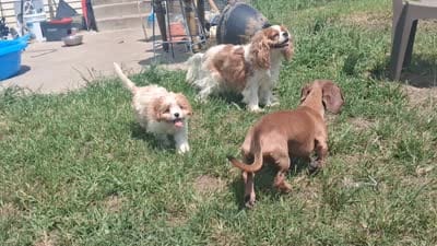MADISON     TOY SIZE  CAVAPOO , a female Cavapoo and Poodle - Toy  for sale in Garyville, LA – 10 of 10