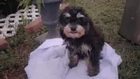 Jazz Fest, a male Cavapoo and Poodle - Toy  for sale in Garyville, LA – 6 of 7