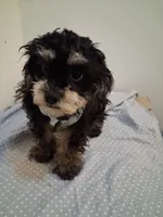 Jazz, a male Cavapoo and Poodle - Toy  for sale in Garyville, LA – 2 of 6