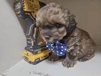 GIORGIO , a male Cavapoo and Shihpoo for sale in Garyville, LA – 5 of 9